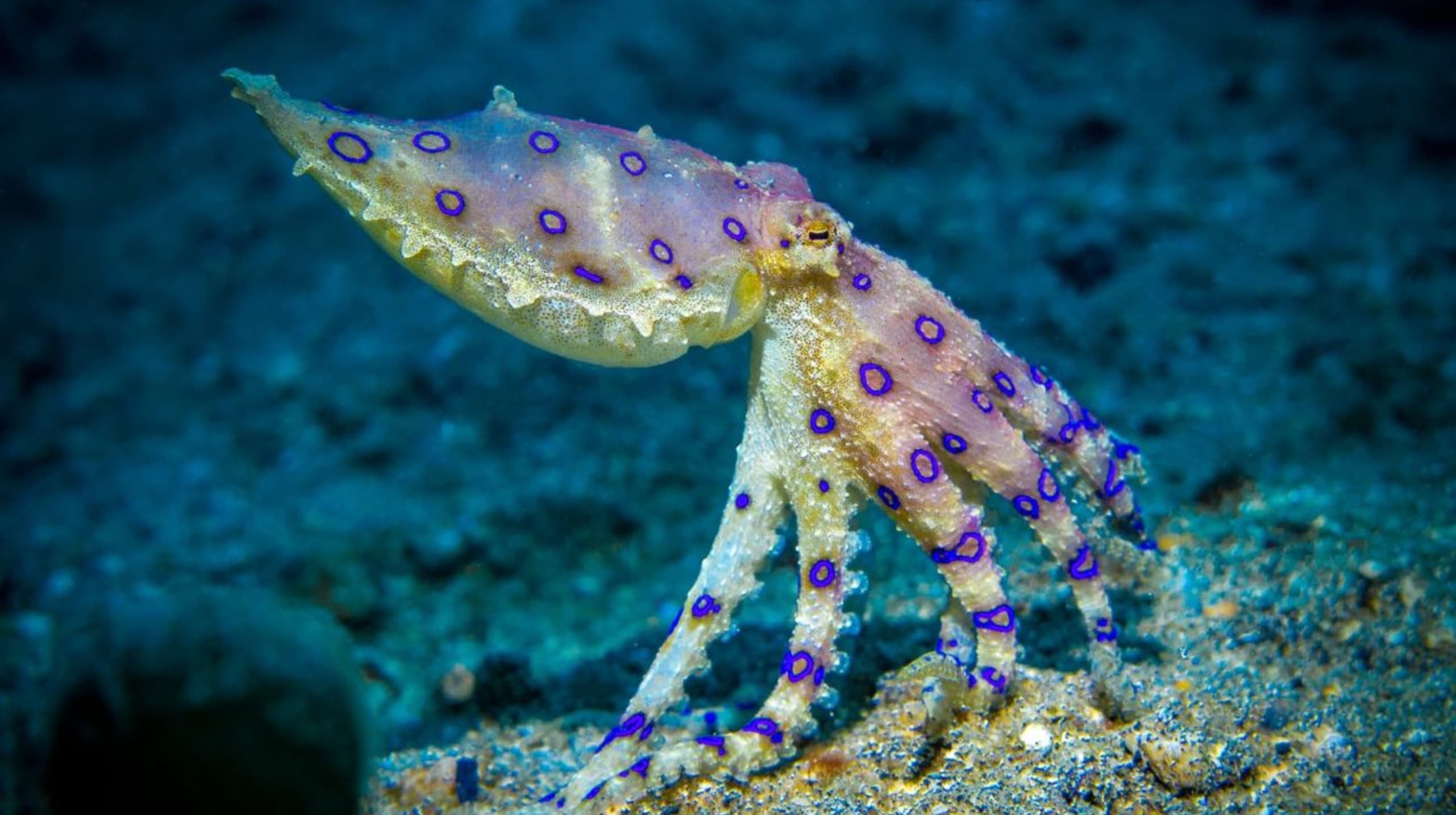 blue ringed octopus - 0 0.0 06 00